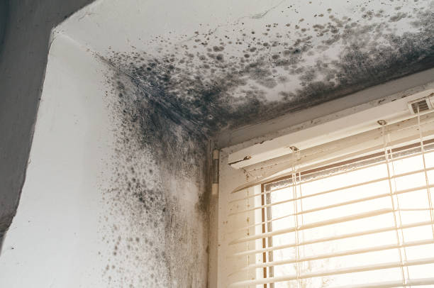 Affordable Mold Cleanup solutions in Manhasset, NY